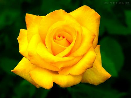 گل رز زرد yellow roze